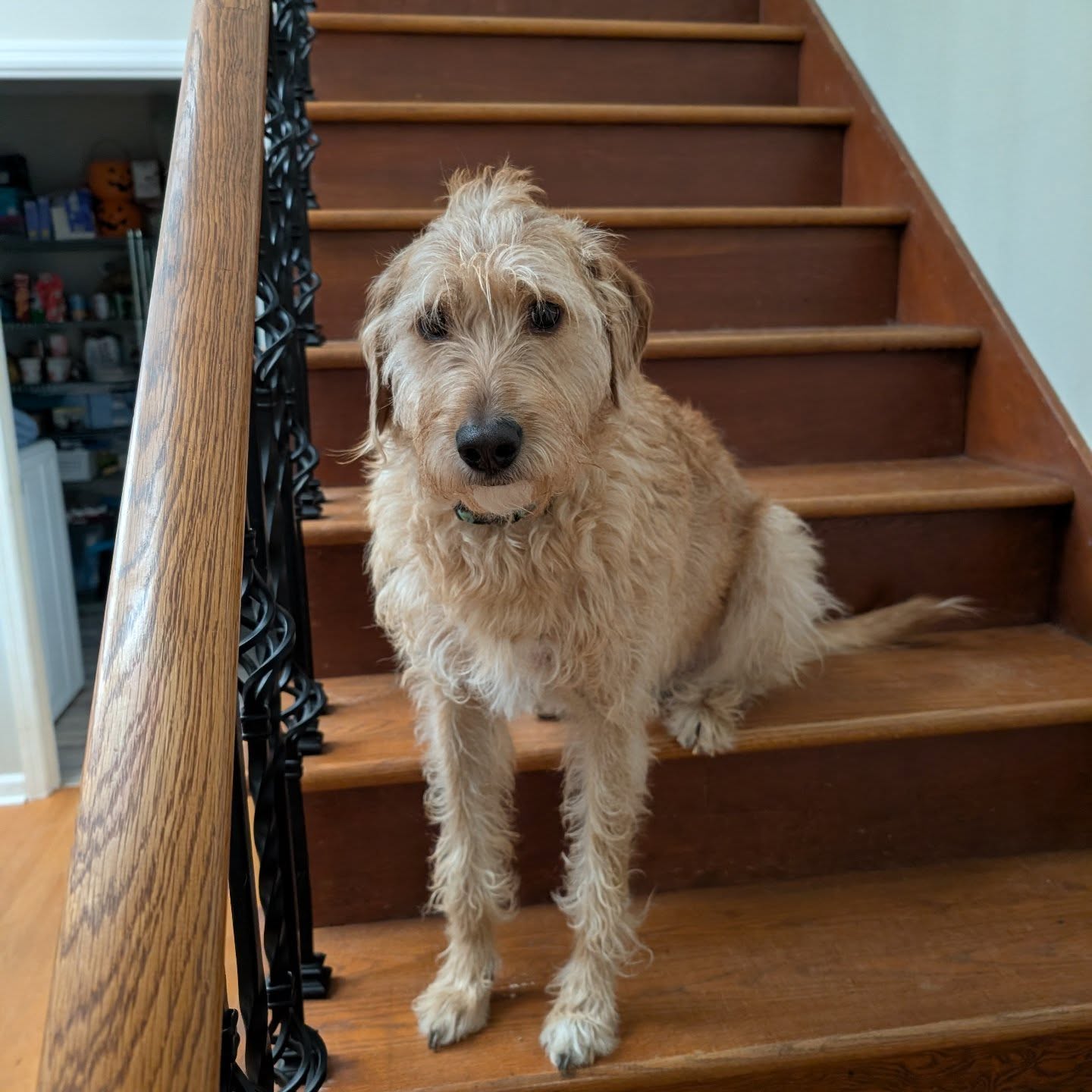 This dog doesn’t know she’s about to get a 🛁 before Christmas 😆

Well, jokes on me—because even though I scrubbed her feet more than once, they were still muddy. How do I know, you ask? She promptly zoomed out of the bathroom and jumped onto my just-changed sheets before I could get the door closed.

Well played, Penne. Well played. 😂

Merry Christmas everyone! 🤗